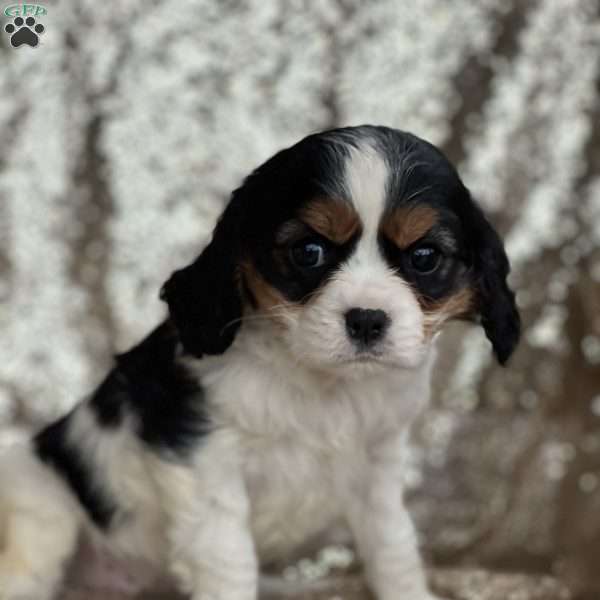 Solen, Cavalier King Charles Spaniel Puppy